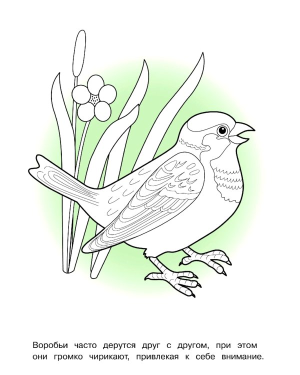 Птицы: раскраска