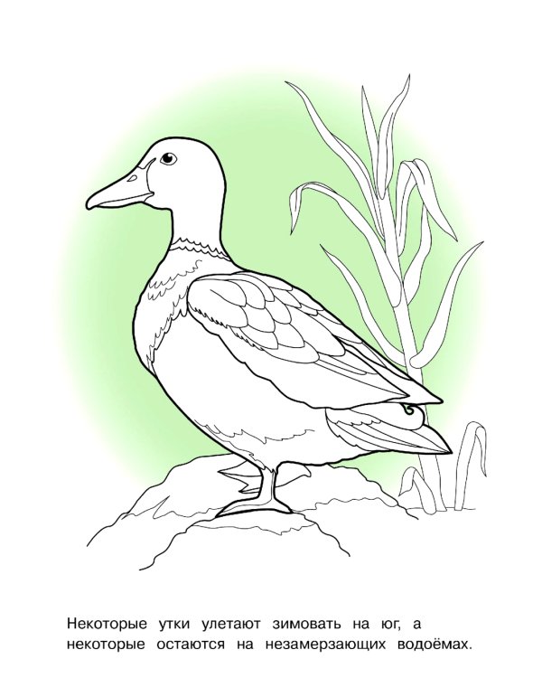 Птицы: раскраска