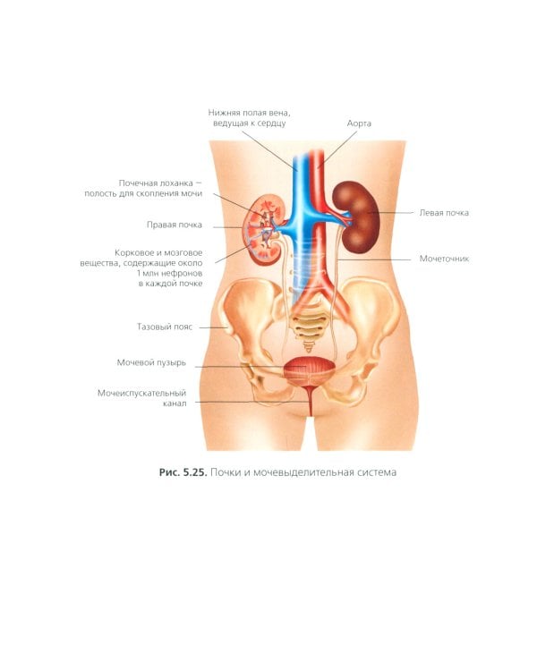 Лечение пациентов гериатрического профиля: учебное пособие