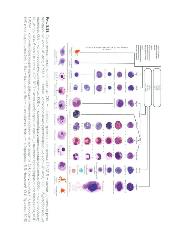 Лечение пациентов гериатрического профиля: учебное пособие