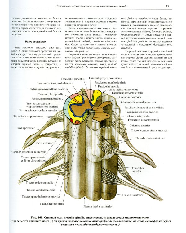 Атлас анатомии человека. В 3 т. Т. 3: Неврология. Эстезиология: Учебное пособие. 7-е изд., перераб. (БУМАГА другого КАЧЕСТВА)