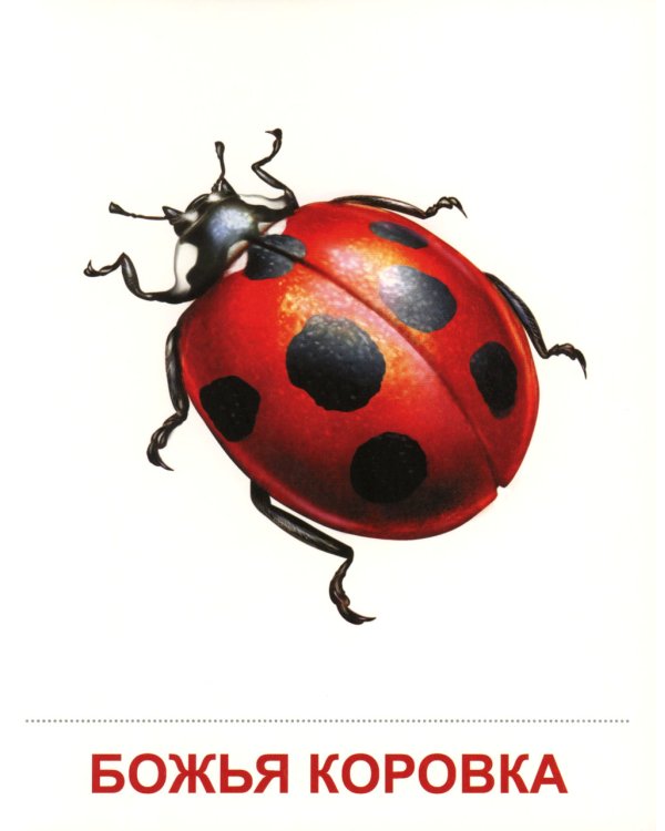 Демонстрационные картинки. Насекомые. 16 демонстрационных картинок с текстом на обороте