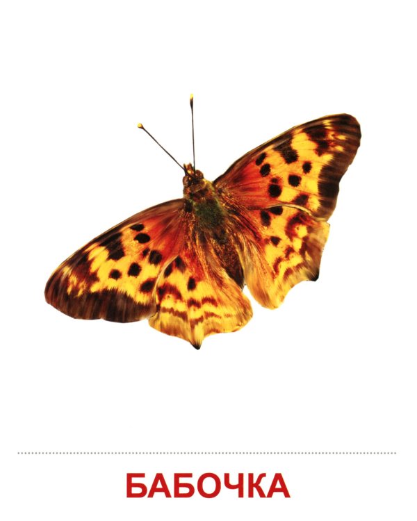 Демонстрационные картинки. Насекомые. 16 демонстрационных картинок с текстом на обороте