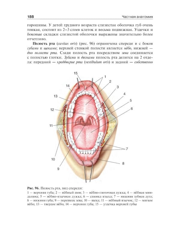 Анатомия человека: Учебник. В 2 т.  5-е изд., доп. и перераб