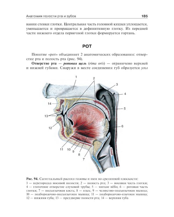 Анатомия человека: Учебник. В 2 т.  5-е изд., доп. и перераб