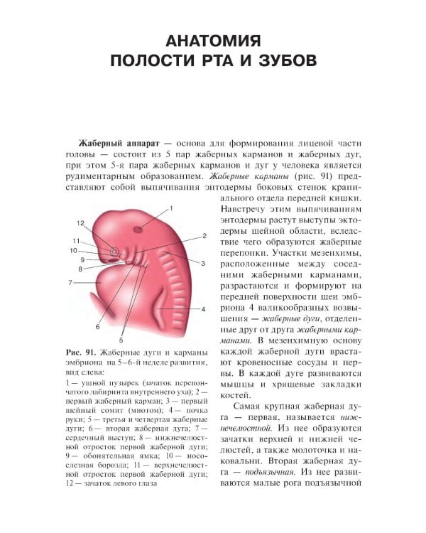 Анатомия человека: Учебник. В 2 т.  5-е изд., доп. и перераб