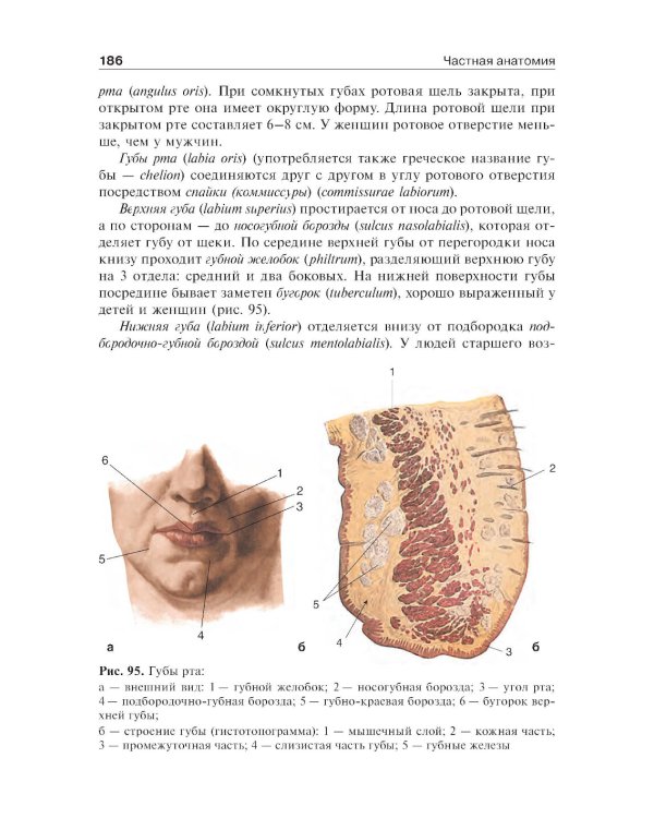 Анатомия человека: Учебник. В 2 т.  5-е изд., доп. и перераб
