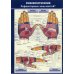 Плакат "Рефлексотерапия. Рефлекторные зоны кистей". Полноцветный, двустронний. Формат А4