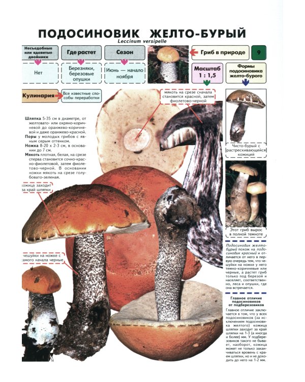 Самые распространенные съедобные грибы. Справочник-определитель начинающего грибника. 3-е изд