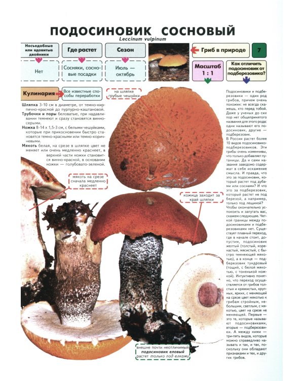 Самые распространенные съедобные грибы. Справочник-определитель начинающего грибника. 3-е изд