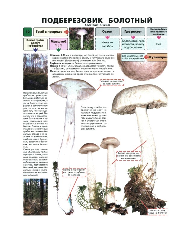 Самые распространенные съедобные грибы. Справочник-определитель начинающего грибника. 3-е изд