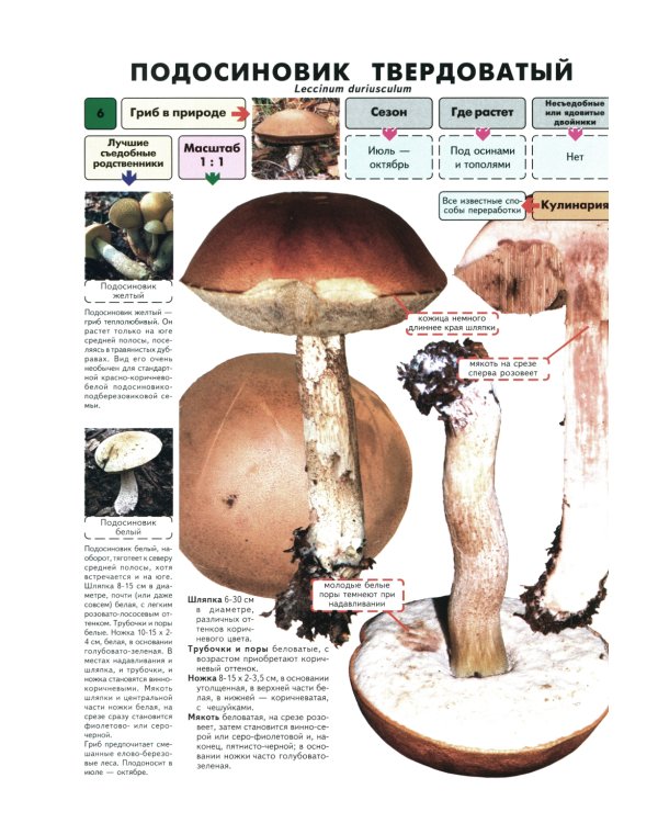 Самые распространенные съедобные грибы. Справочник-определитель начинающего грибника. 3-е изд