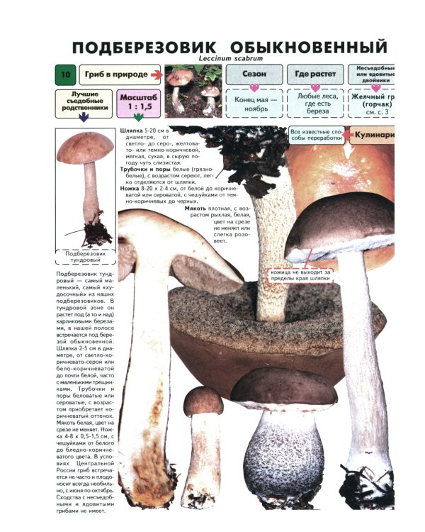 Самые распространенные съедобные грибы. Справочник-определитель начинающего грибника. 3-е изд
