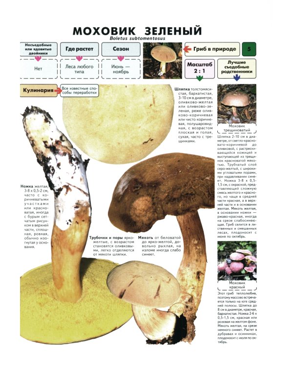 Самые распространенные съедобные грибы. Справочник-определитель начинающего грибника. 3-е изд