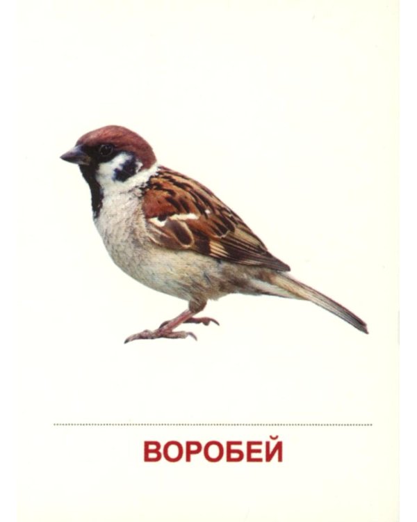 Зимующие птицы (16 раздаточных карточек с текстом на обороте): Учебное изд