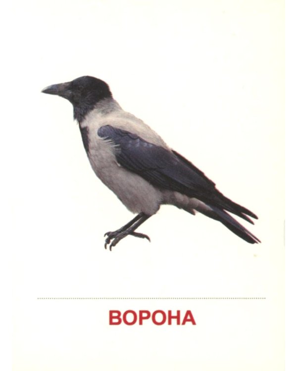 Зимующие птицы (16 раздаточных карточек с текстом на обороте): Учебное изд