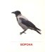 Зимующие птицы (16 раздаточных карточек с текстом на обороте): Учебное изд