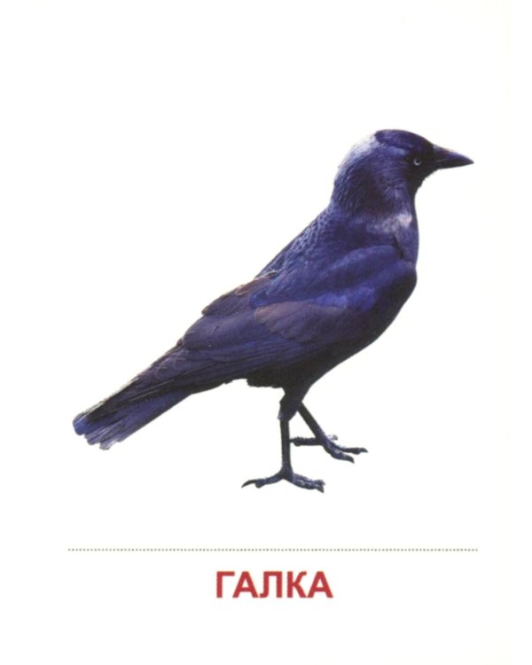 Зимующие птицы (16 раздаточных карточек с текстом на обороте): Учебное изд