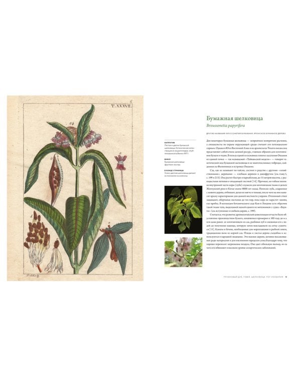 Выдающиеся деревья, которые изменили нашу жизнь