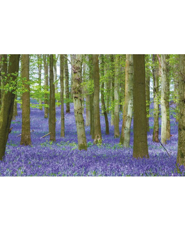 Выдающиеся деревья, которые изменили нашу жизнь