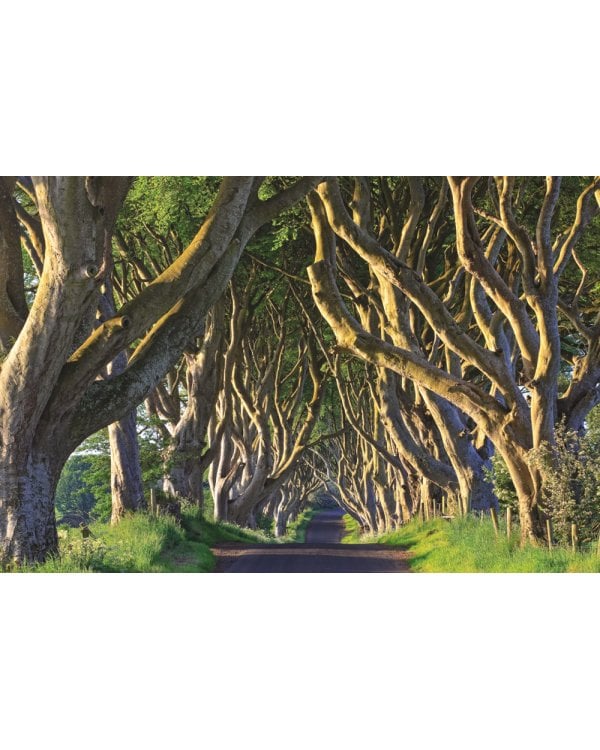 Выдающиеся деревья, которые изменили нашу жизнь