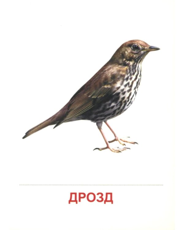 Перелетные птицы (16 раздаточных карточек с текстом на обороте): Учебное изд