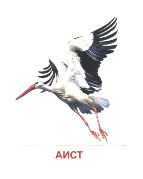 Перелетные птицы (16 раздаточных карточек с текстом на обороте): Учебное изд