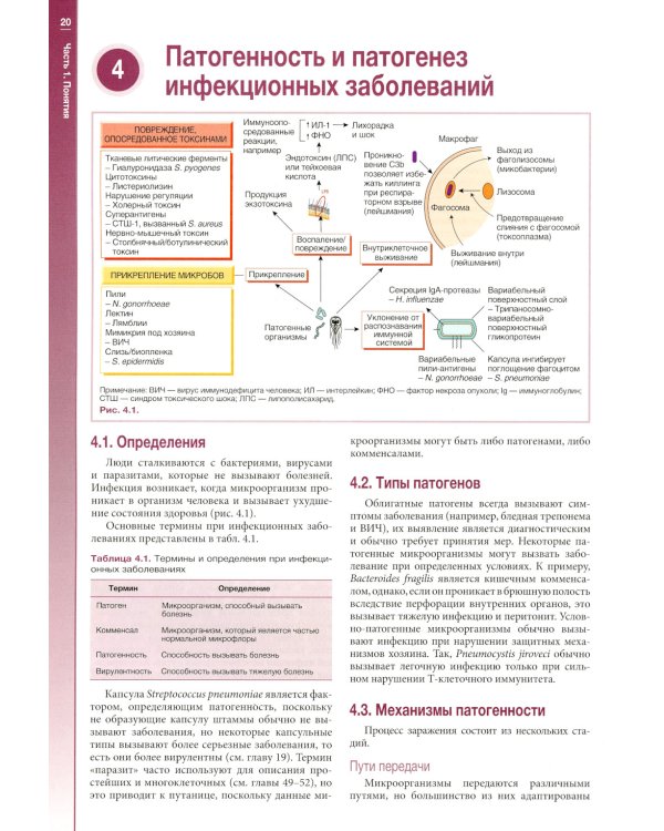 Наглядная медицинская микробиология и инфекции: Учебное пособие