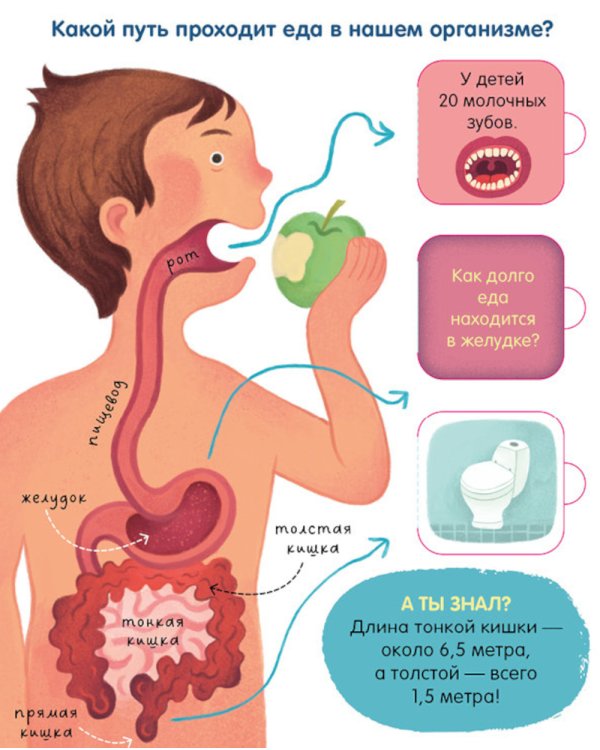 Тело человека