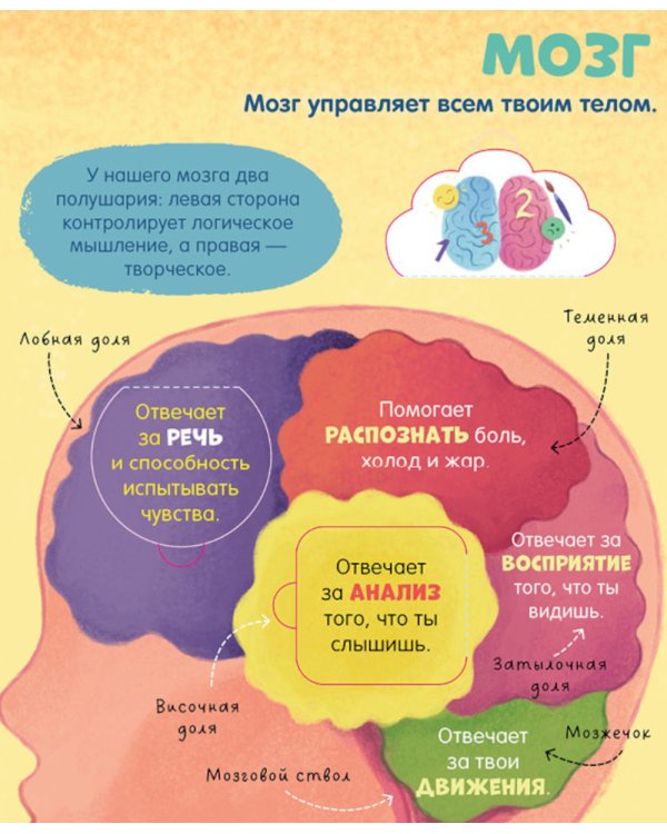 Тело человека