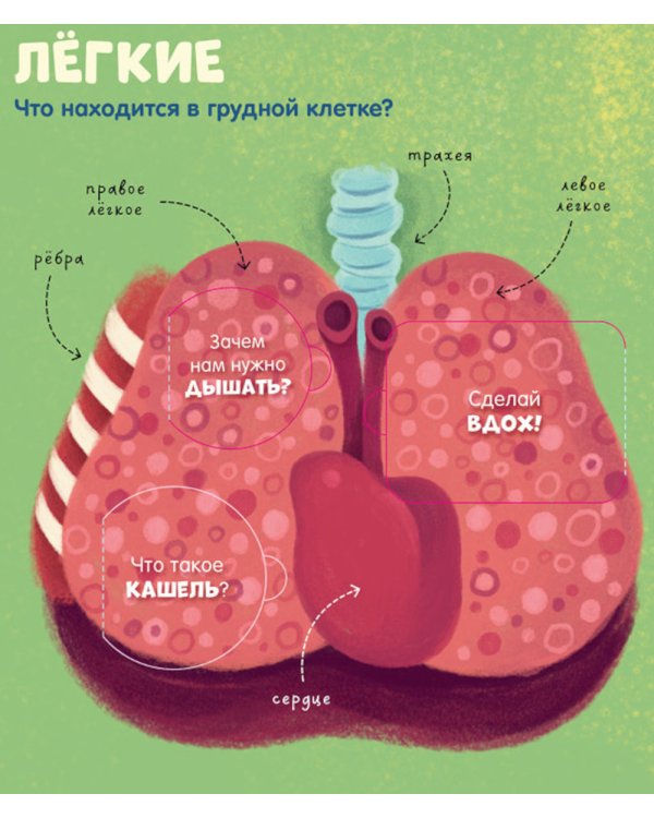 Тело человека
