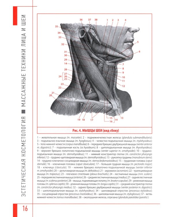 Эстетическая косметология. Массажные техники лица и шеи + мастер-классы  на DVD