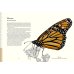 Загадочный мир бабочек. Энциклопедия