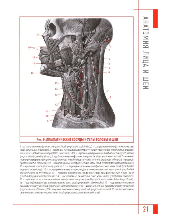 Эстетическая косметология. Массажные техники лица и шеи + мастер-классы  на DVD