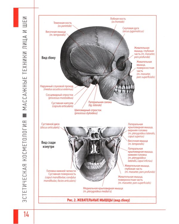 Эстетическая косметология. Массажные техники лица и шеи + мастер-классы  на DVD