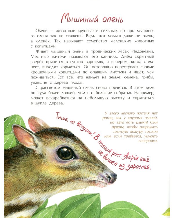 Животные-малютки. Кто на свете меньше всех? Вып. 163. 4-е изд