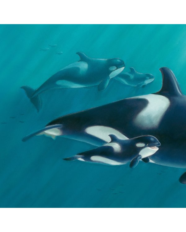 В стране снежных чудес