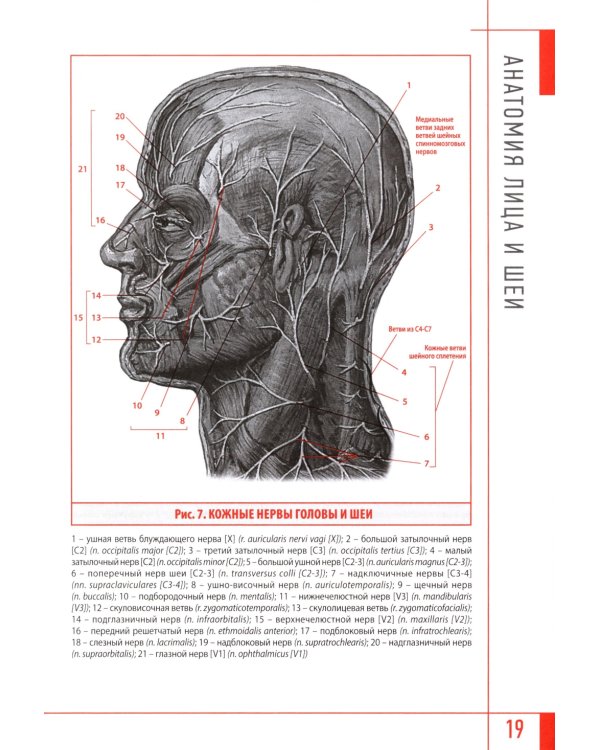 Эстетическая косметология. Массажные техники лица и шеи + мастер-классы  на DVD