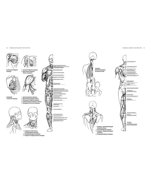 Рисование фигуры