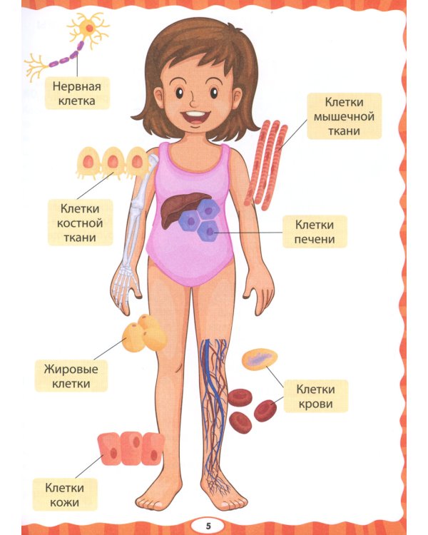 Тело человека. Первая энциклопедия для малышей
