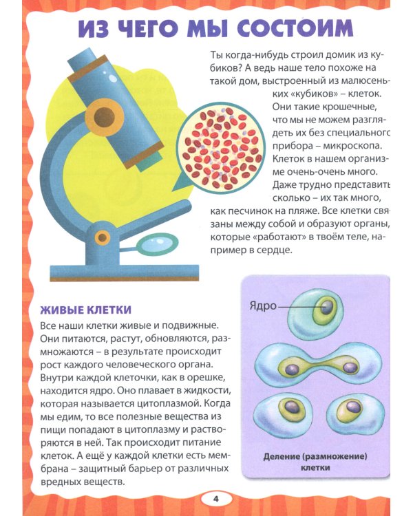 Тело человека. Первая энциклопедия для малышей