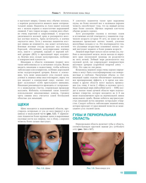 Анатомия лица в эстетической медицине