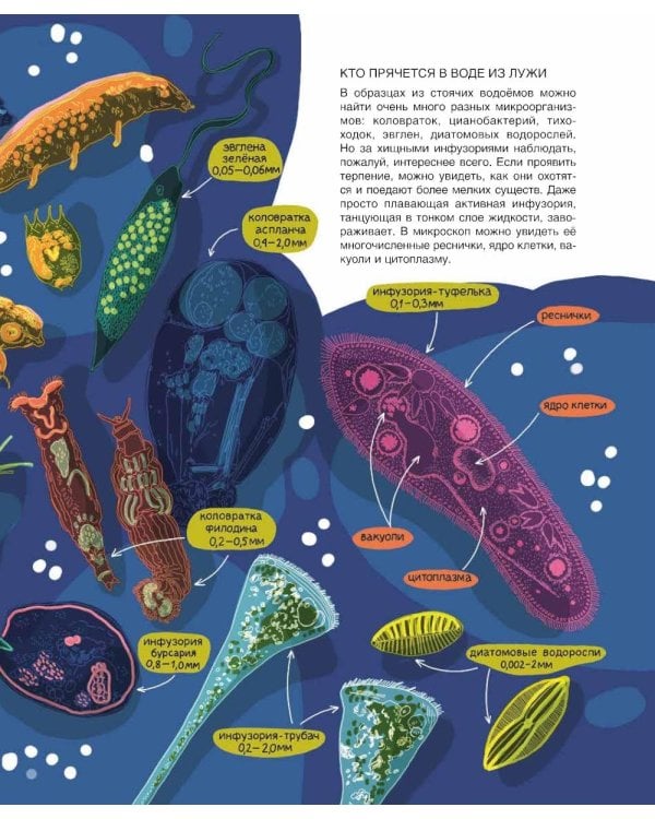 Мир биолога Мечникова: Как разглядеть в микроскоп целый мир