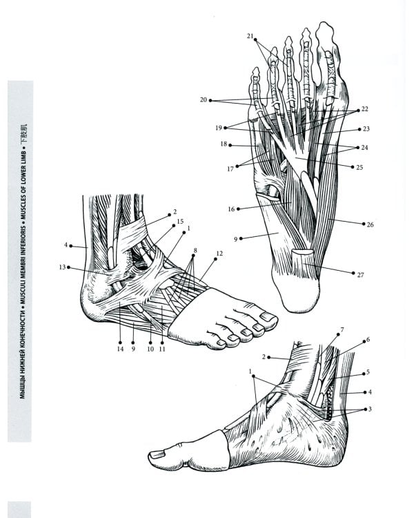 Мультилингвальный атлас анатомии человека. Т. 1: Учебно-наглядное пособие