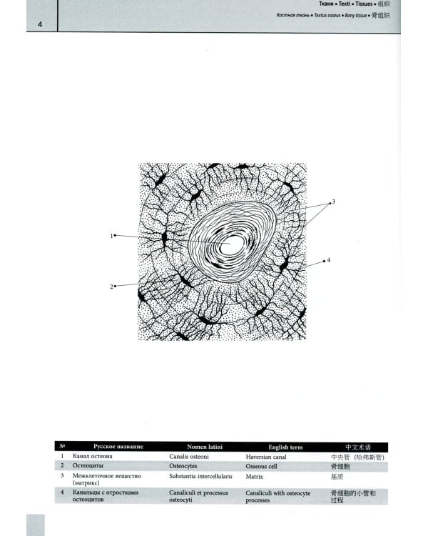Мультилингвальный атлас анатомии человека. Т. 1: Учебно-наглядное пособие