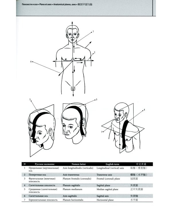 Мультилингвальный атлас анатомии человека. Т. 1: Учебно-наглядное пособие