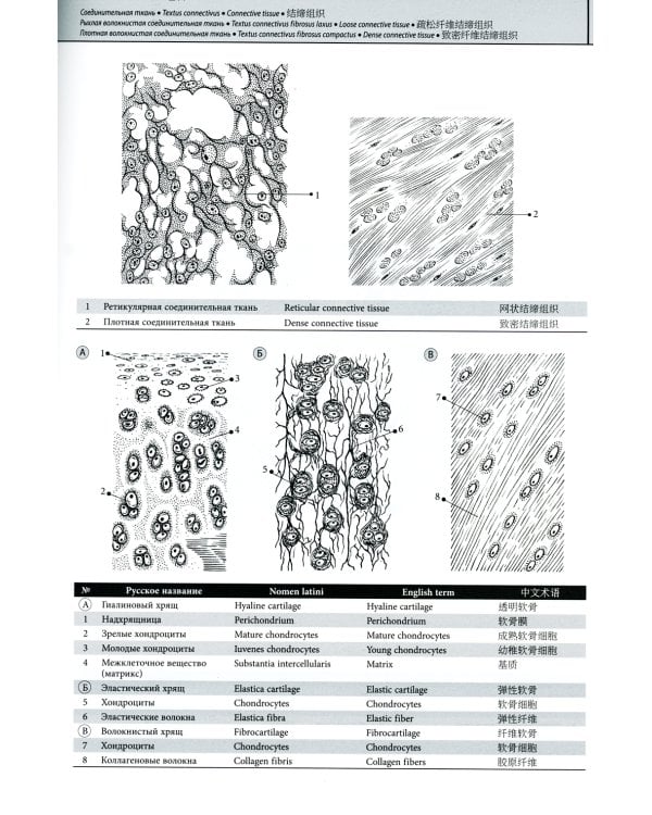 Мультилингвальный атлас анатомии человека. Т. 1: Учебно-наглядное пособие
