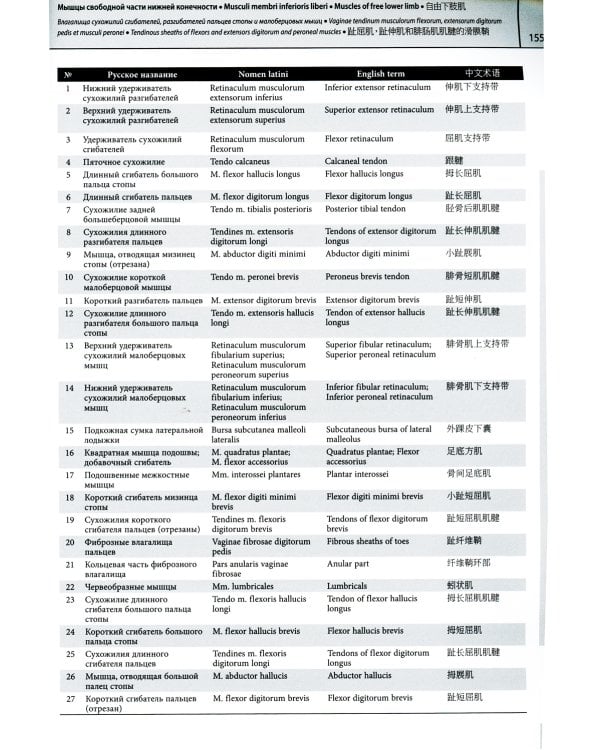 Мультилингвальный атлас анатомии человека. Т. 1: Учебно-наглядное пособие