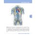 Textbook of Human Anatomy. In 3 v. V. 2: Splanchnology and cardiovascular system = Анатомия человека. В 3 т. Т. 2: Спланхнология и сердечно-сосуд.сист
