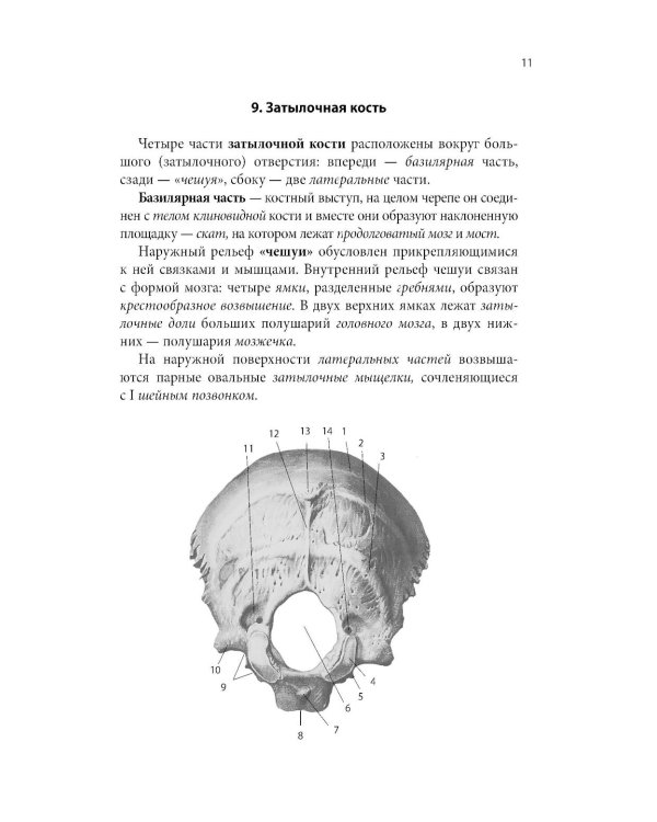 Тетрадь-шпаргалка по анатомии